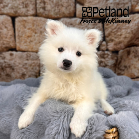 [#M12184] White M American Eskimo Puppies for Sale