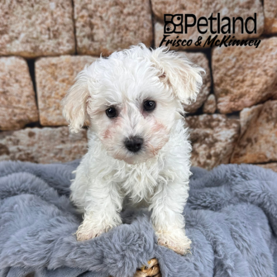 [#M12299] White F Bichon Frise Puppies for Sale