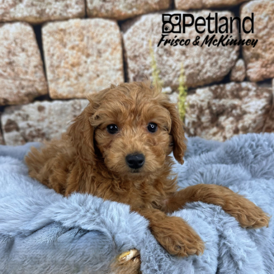 [#M14649] Red F Mini Goldendoodle F1B Puppies for Sale