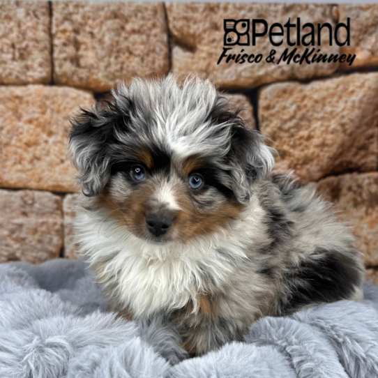 [#M12313] Blue Merle White and Tan M Miniature Australian Shepherd Puppies for Sale