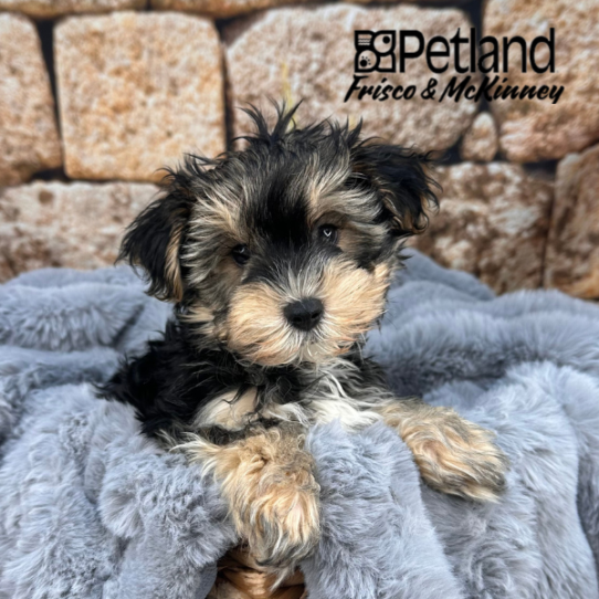 [#M12168] Black and Tan M Morkie Puppies for Sale