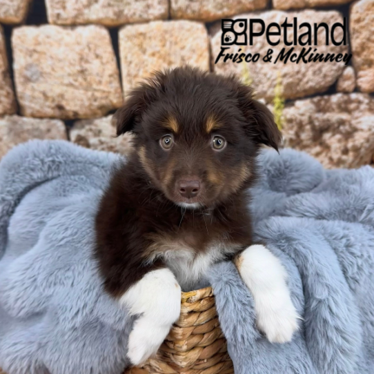 [#M12957] Red and Tan M Toy Australian Shepherd Puppies for Sale