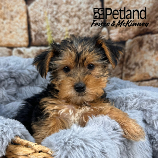 [#M12311] Black and Tan M Yorkshire Terrier Puppies for Sale