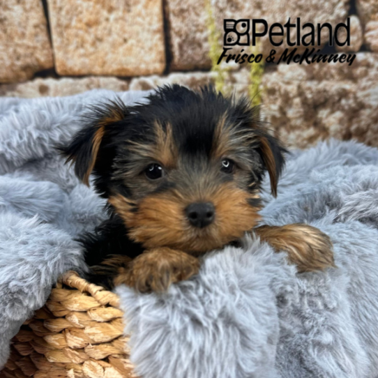 [#M12478] Black and Tan M Yorkshire Terrier Puppies for Sale