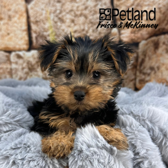 [#M12082] Black and Tan M Yorkshire Terrier Puppies for Sale