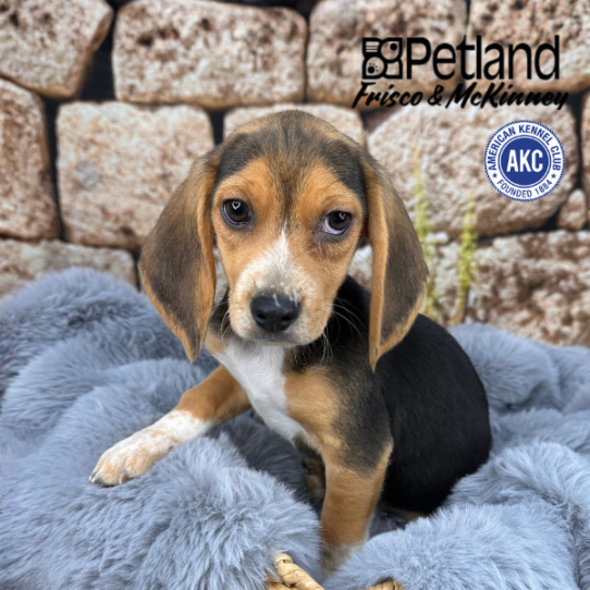[#M14820] Black White and Tan M Beagle Puppies for Sale
