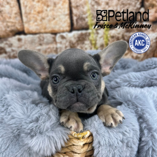 [#M13701] Blue and Tan M French Bulldog Puppies for Sale