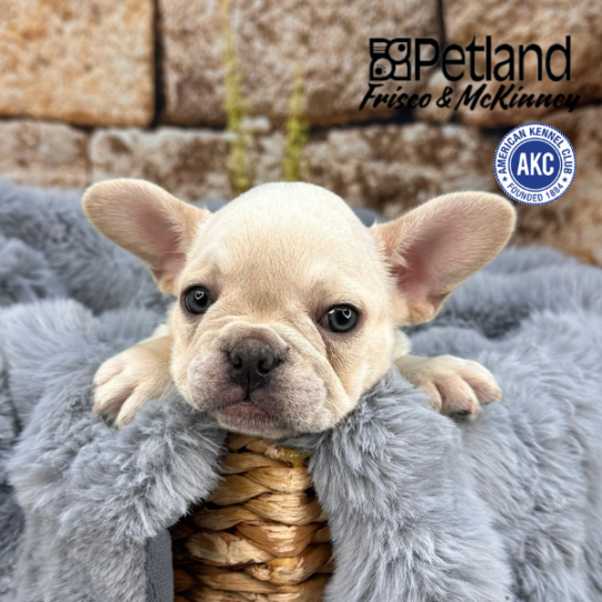[#M13705] Lilac M French Bulldog Puppies for Sale