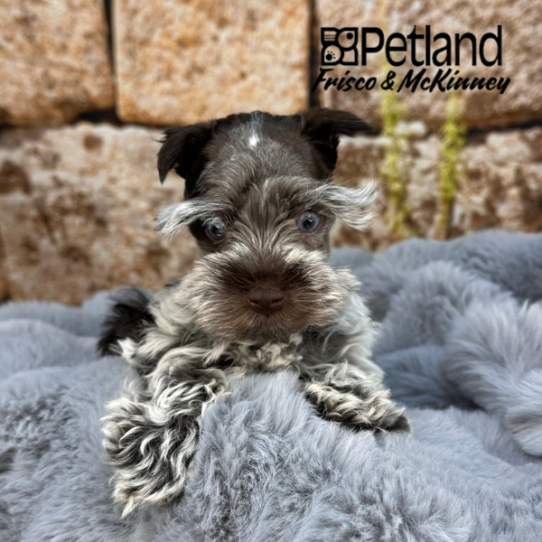 [#2530-03] Chocolate / White F Miniature Schnauzer Puppies for Sale