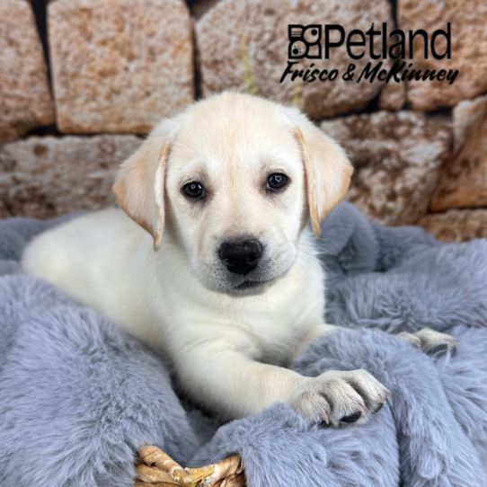 [#2545-02] Yellow M Labrador Retriever Puppies for Sale