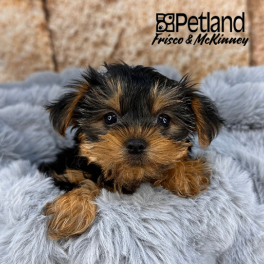 [#252921-02] Black / Tan F Yorkshire Terrier Puppies for Sale