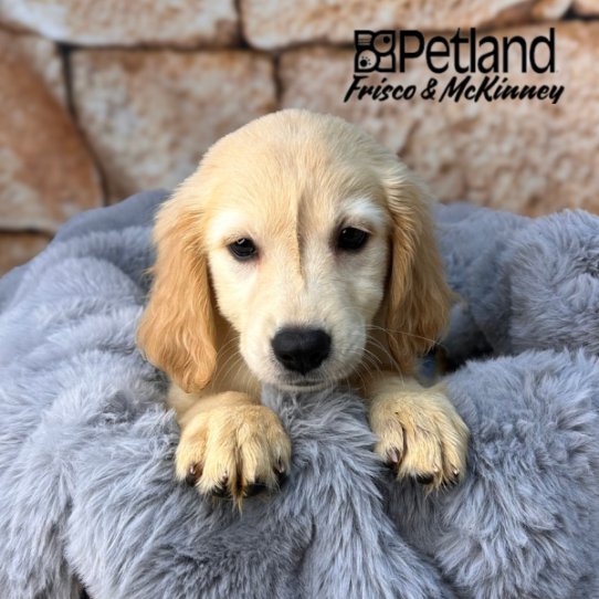 [#252899-04] Golden F Golden Retriever Puppies for Sale