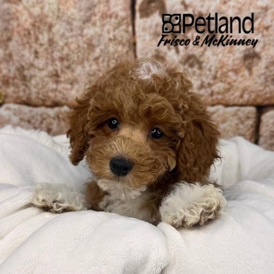 [#252776-04] Cream / White M Poodle Puppies for Sale