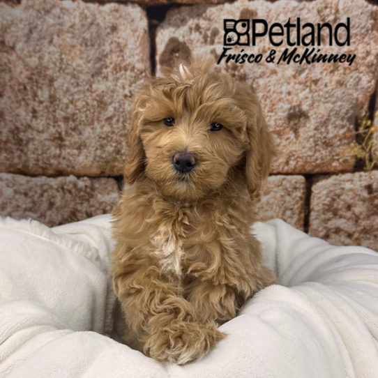 [#252862-04] Cream M Goldendoodle Mini 2nd Gen Puppies for Sale