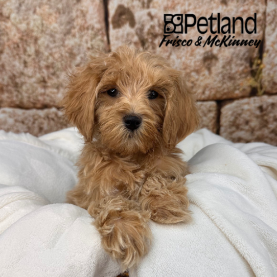 [#252862-06] Cream F Goldendoodle Mini 2nd Gen Puppies for Sale