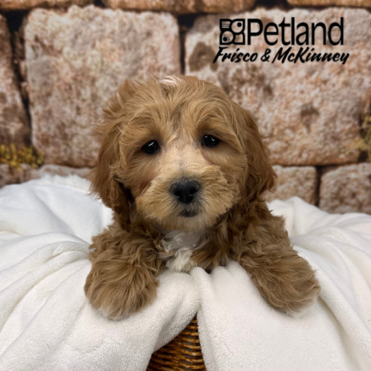 [#252891-03] Light Red F Goldendoodle Mini 2nd Gen Puppies for Sale