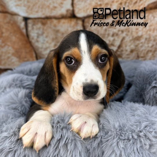 [#252926-01] Tri-Colored M Beagle Puppies for Sale