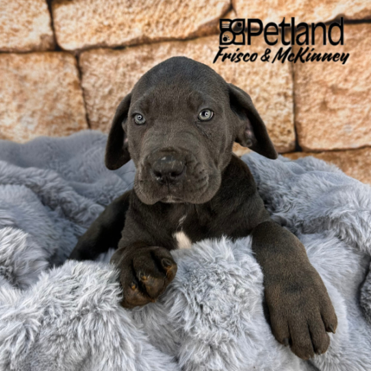 [#252935-03] Blue M Cane Corso Puppies for Sale