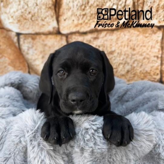 [#252935-05] Black F Cane Corso Puppies for Sale