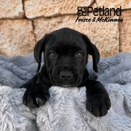 [#252935-08] Brindle M Cane Corso Puppies for Sale