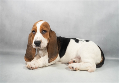 [#M11631] White Black and Brown F Basset Hound Puppies for Sale
