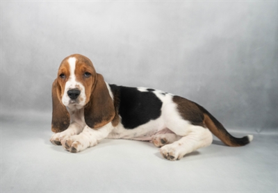 [#M11634] Black White and Tan M Basset Hound Puppies for Sale