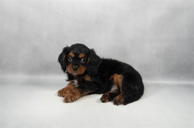[#M11766] Black and Tan M Cavalier King Charles Spaniel Puppies for Sale