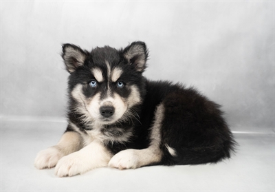 [#M11844] Black Tan and White F Siberian Husky Puppies for Sale