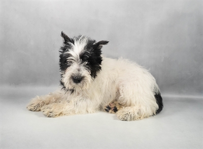 [#M11859] Black and Silver M Miniature Schnauzer Puppies for Sale