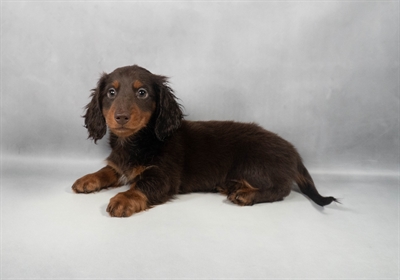 [#M11865] Chocolate and Tan M Dachshund Puppies for Sale