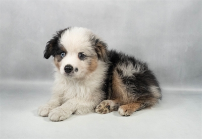 [#M11946] Blue Merle White and Tan M Toy Australian Shepherd Puppies for Sale