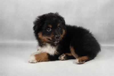 [#M11947] Black Brown and White M Toy Australian Shepherd Puppies for Sale