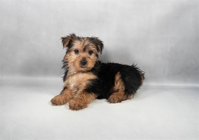 [#M11969] Black and Tan M Yorkshire Terrier Puppies for Sale