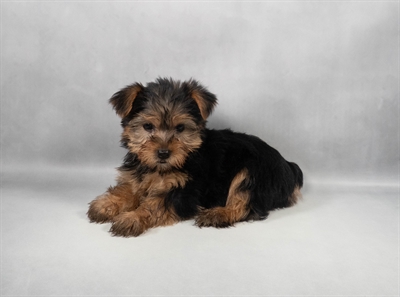 [#M11971] Black and Tan F Yorkshire Terrier Puppies for Sale