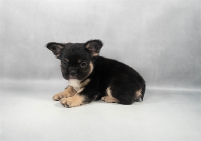 [#M12018] Black and Tan F French Bulldog Puppies for Sale