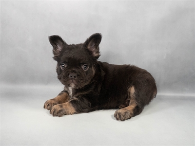 [#M12019] Chocolate and Tan M French Bulldog Puppies for Sale