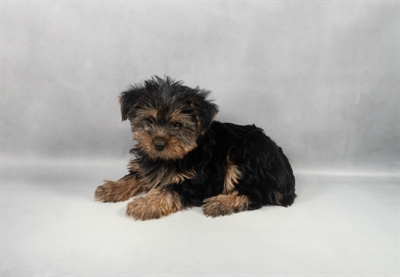 [#M12082] Black and Tan M Yorkshire Terrier Puppies for Sale