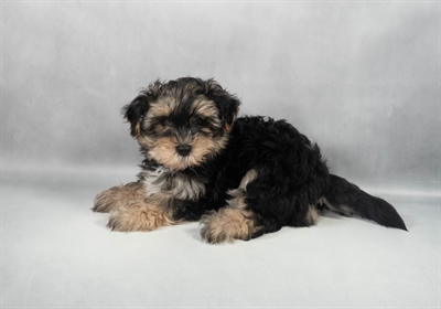 [#M12168] Black and Tan M Morkie Puppies for Sale