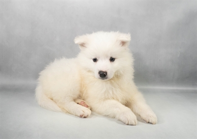 [#M12184] White M American Eskimo Puppies for Sale
