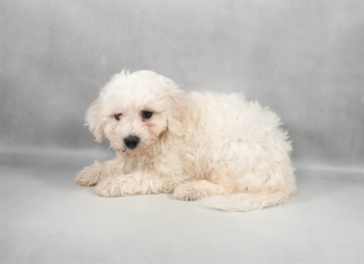 [#M12296] White M Bichon Frise Puppies for Sale