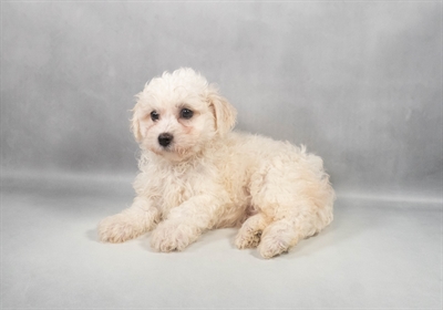 [#M12299] White F Bichon Frise Puppies for Sale