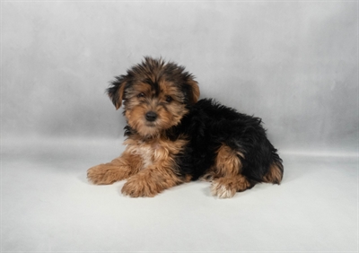 [#M12311] Black and Tan M Yorkshire Terrier Puppies for Sale