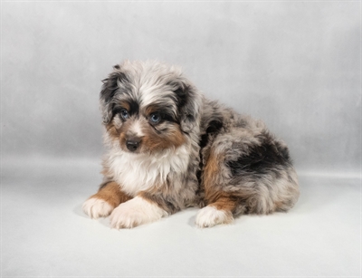 [#M12313] Blue Merle White and Tan M Miniature Australian Shepherd Puppies for Sale