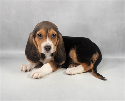 [#M12315] Black White and Tan F Beagle Puppies for Sale