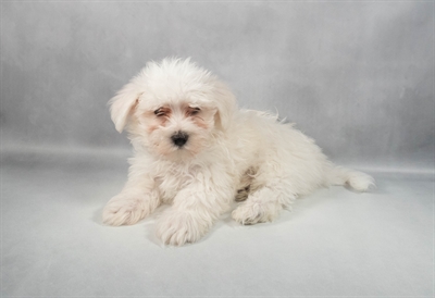 [#M12366] White M Maltese Puppies for Sale