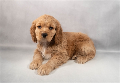 [#M12384] Golden M Cockalier Puppies for Sale