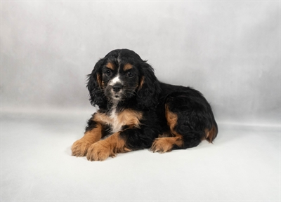 [#M12386] Black and Tan F Cockalier Puppies for Sale
