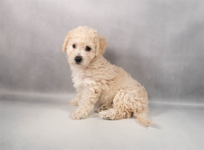 [#M12455] Cream F Bichon Poo Puppies for Sale