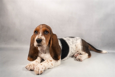 [#M12463] Black White and Tan F Basset Hound Puppies for Sale