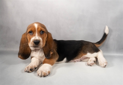 [#M12465] Black Tan and White M Basset Hound Puppies for Sale